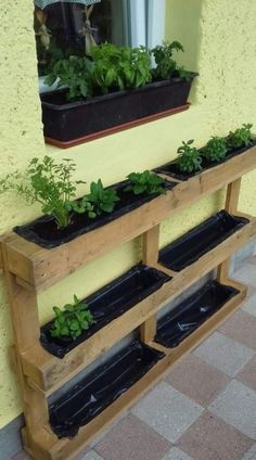 some plants are growing in the windowsill