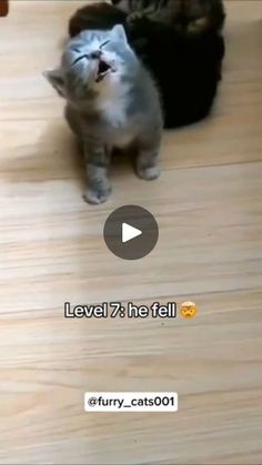 a cat standing on top of a hard wood floor next to a black and white cat