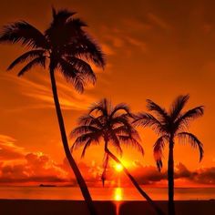 the sun is setting behind two palm trees