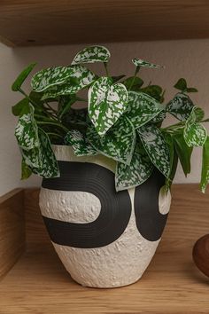 a potted plant sitting on top of a wooden shelf