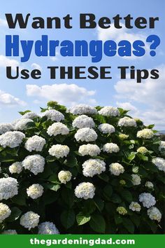 white hydrangeas with text that says want better hydrangeas? use these tips