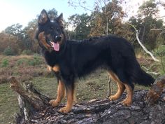 a large black and brown dog standing on top of a log