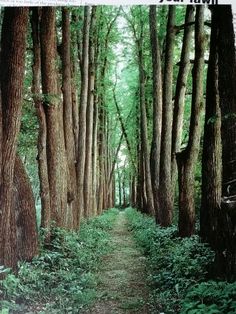 a path in the middle of a forest with lots of trees