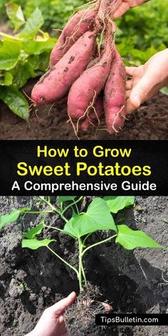 how to grow sweet potatoes in the garden