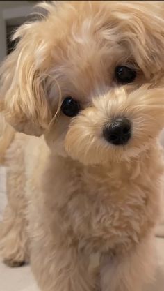 a small white dog sitting on top of a floor next to a wall and looking at the camera