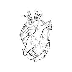 a drawing of the human heart