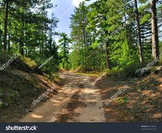 a dirt road in the middle of a forest with lots of trees on both sides