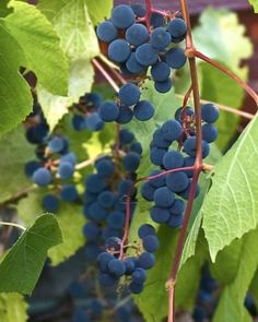 grapes growing on the vine with green leaves