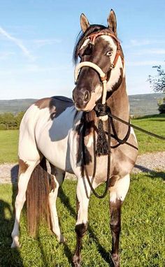 a brown and white horse standing on top of a lush green field