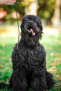 a small black dog sitting on top of a lush green grass covered park next to a person's hand