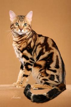 a cat sitting on top of a brown surface