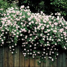 pink flowers growing on the side of a wooden fence