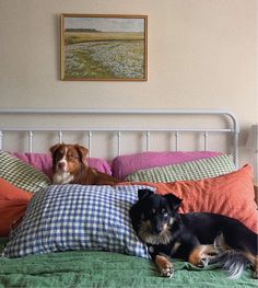 two dogs laying on top of a bed next to each other with pillows in front of them