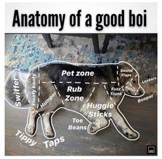 the anatomy of a dog is shown in this humorous image with caption that reads, anatomy of a good boi