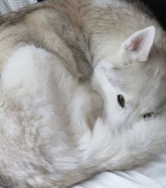 a close up of a dog laying on top of a bed next to another dog