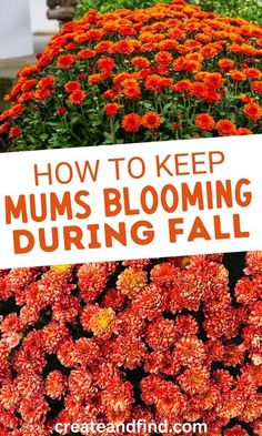 a sign that says how to keep mums blooming during fall