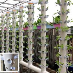 several white pipes with plants growing on them in the middle of an outdoor garden area