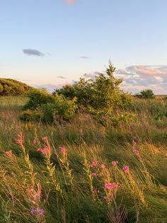 an open field with tall grass and pink flowers