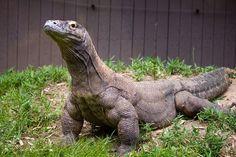 an iguana sitting in the grass looking up at something to its right side