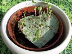 a heart shaped potted plant with sprouts growing out of the soil in it