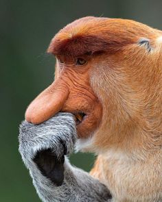 a close up of a monkey with its mouth open