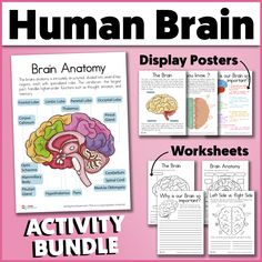 the human brain display posters and worksheets are shown in pink with black text