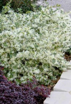 white flowers are growing next to some steps