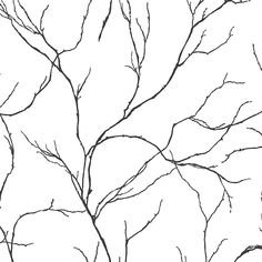 a tree with no leaves is shown in black and white