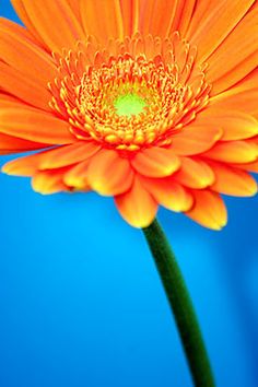 an orange flower on a blue background