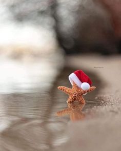 a starfish wearing a santa hat on top of the sand in front of water