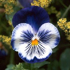 a blue and white flower with yellow stamens in the center, surrounded by other flowers