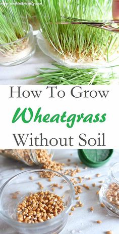 how to grow wheatgrass without soil in glass bowls on a table with grass growing out of them