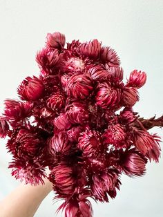 a hand holding a bunch of flowers in it's left arm, with the petals still attached