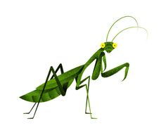 a green praying mantissa with yellow eyes and long legs, standing on its hind legs