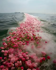 pink flowers are growing on the side of a boat in the water, with waves coming up behind them