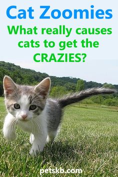 a cat walking across a lush green field with the caption, what really cause to get the crazies?