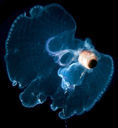 a blue jellyfish in the water with it's head turned to look like an octopus