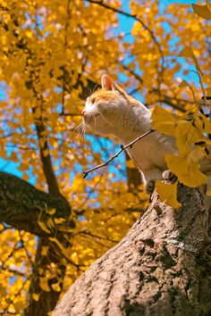 an orange and white cat sitting on top of a tree branch next to yellow leaves