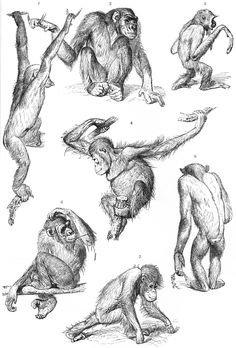 an image of monkeys doing different things