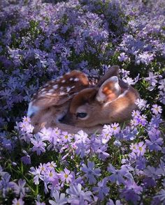 two baby deers cuddle in the middle of purple and white flowered field