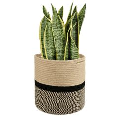 a potted plant in a black and white striped basket on a white background photo