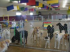 a group of dogs standing behind a chain link fence in an indoor dog kennel