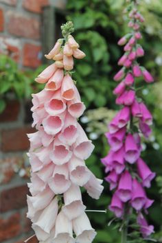 pink and purple flowers in front of a brick wall