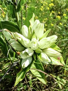 a large white flower sitting on top of a lush green field