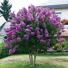 a tree with purple flowers in front of a house