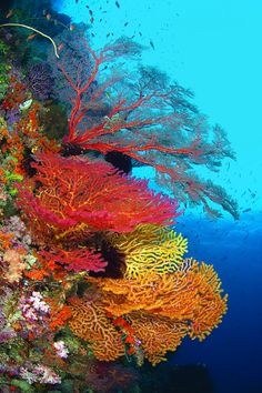 an underwater view of colorful corals and sea fans