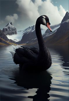 a black swan floating on top of a lake next to snow covered mountain range in the background