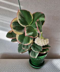 a potted plant sitting on top of a white table next to a green vase