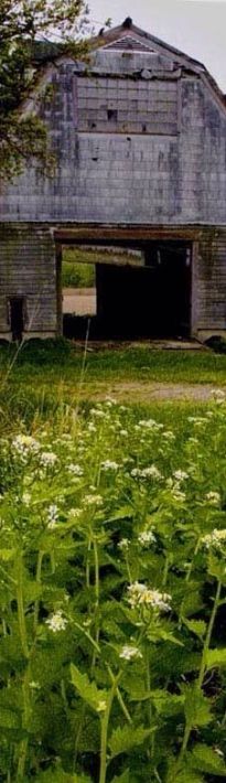 an old barn sits in the middle of a field with wildflowers growing around it