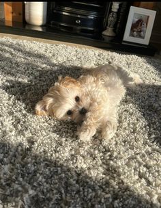 a small white dog laying on top of a rug